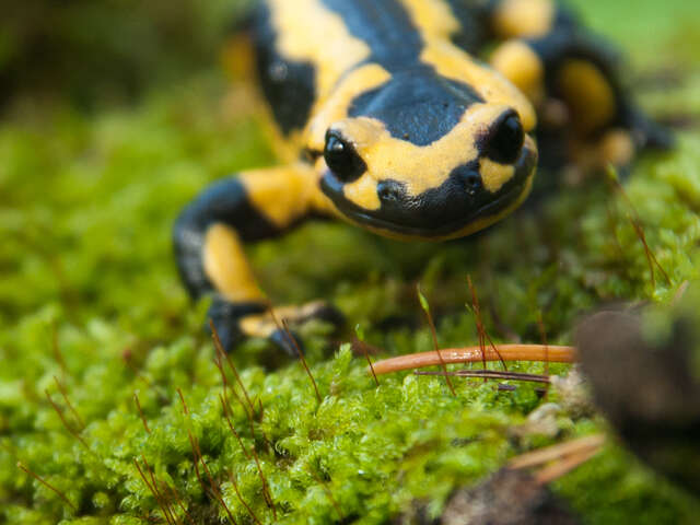 Expérimentons la nature
