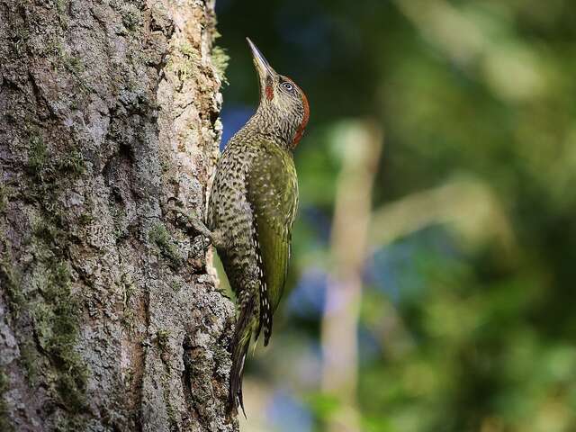 Vogelbeobachtung an der Lieurette
