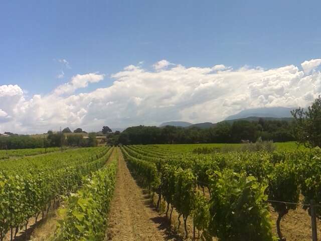 Visite gourmande du vignoble - Domaine Terre de Gaulhem