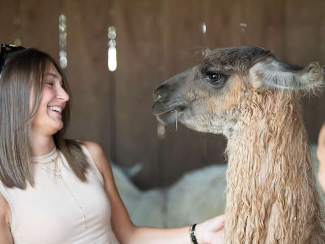 Rencontre VIP avec les lamas