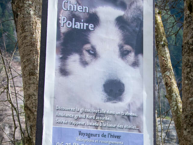 Visite du parc du chien polaire