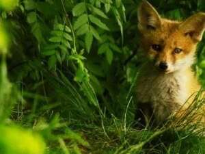 Animation enfant 4-7 ans au marais de Lavours - Tout savoir sur le renard