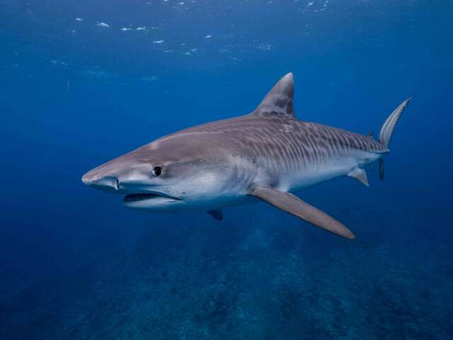 Le Trou Aux Requins