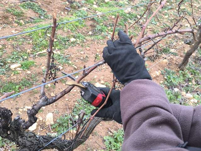 Apprendre à tailler la vigne avec le vigneron du domaine Belambrée