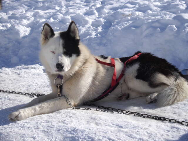 Dog sledding "Introduction to driving"