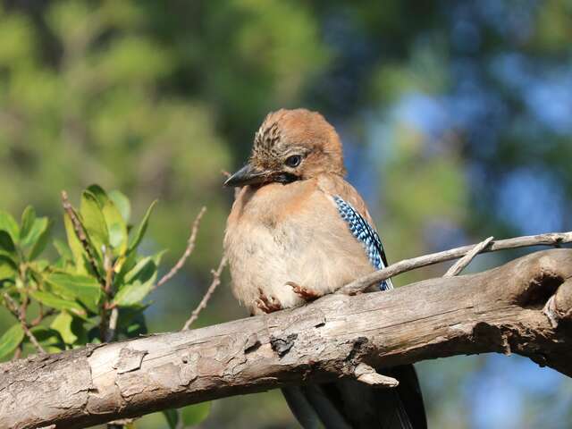 Activité enfants « Traces et indices des animaux en hiver »