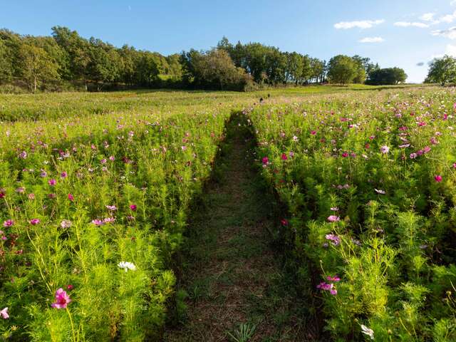 Domaine les Davids - La Promenade des Davids