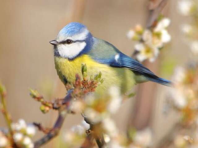 Découverte des chants des oiseaux