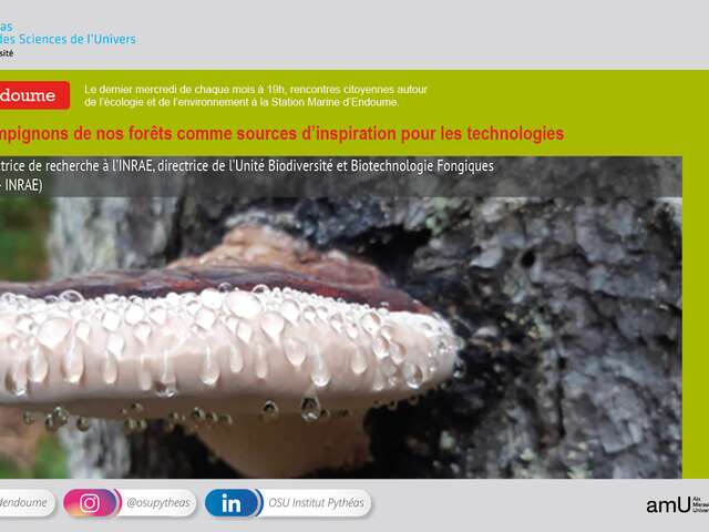 Les champignons de nos forêts comme sources d’inspiration pour les technologies