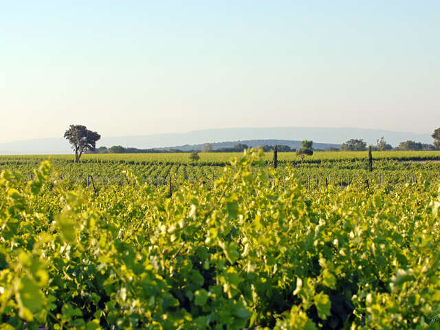 Famille Quiot : Balade du vigneron en 4x4
