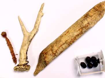 Paws and droppings: on the trail of the animals! with Château des Rubins