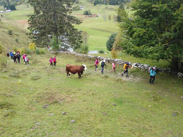 Marche Rose à Plaine Joux