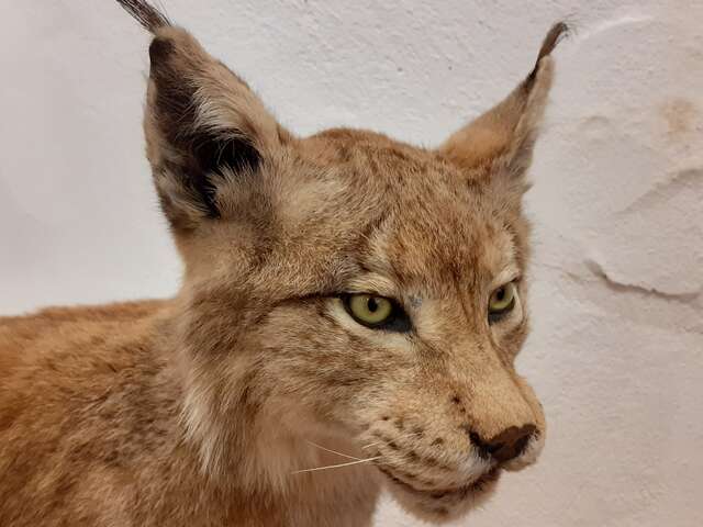 Museum Requien - Musée d'Histoire Naturelle