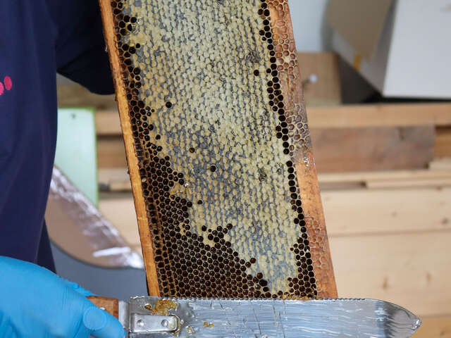 Atelier découverte : la miellée