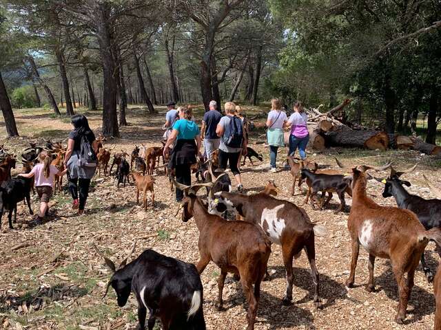 Au rythme des chèvres - 1/2 journée