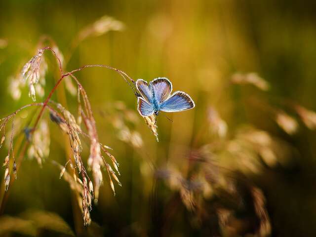 Instants découvertes - Animation P'tites Bêtes du Jardin