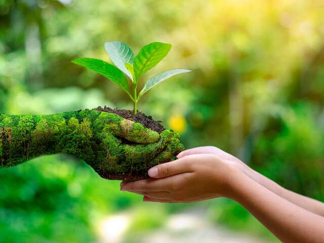 Le Secret du Baume des Bois