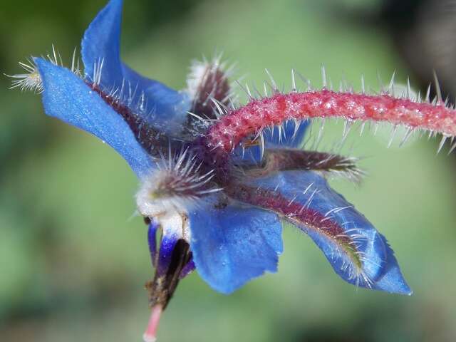 Balades Mille et Une Plantes