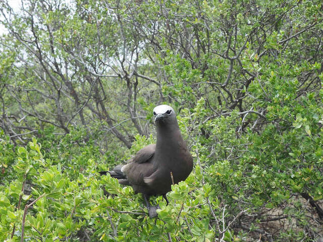 L'Île Aux Oiseaux