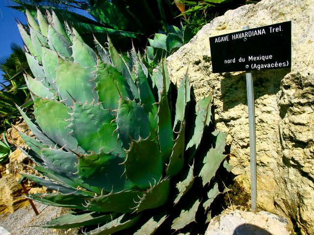 Jardin Botanique de Nice