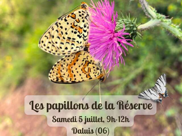 Les papillons de la Réserve