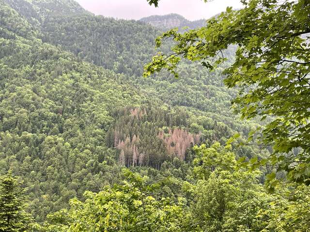 Animation nature : La forêt face au changement climatique