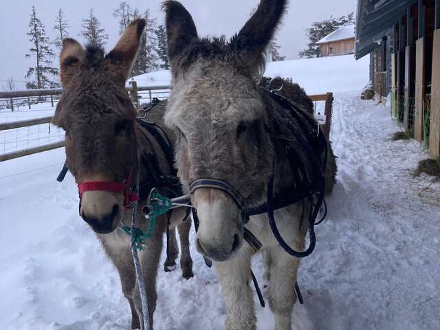 Les ânes de Milou