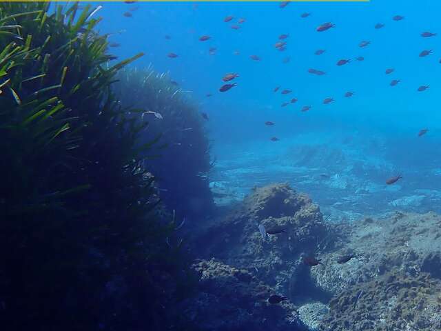 Le Seascope - Vedettes Îles d'Or et Le Corsaire
