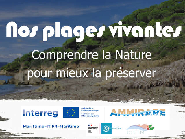 Porquerolles: A Nature Walk to Explore the Coastal Landscapes