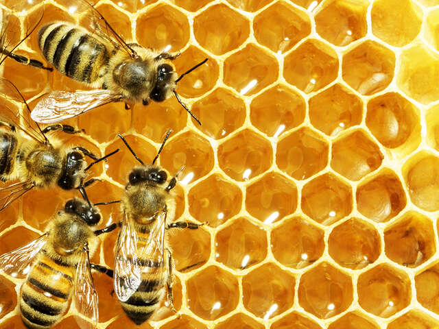 Instants découvertes - Vie de l'Abeille, travail de l'apiculteur