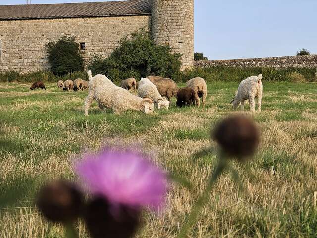 Visite de l'écho-domaine du château du Mazel
