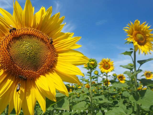 MD Provence Jardin