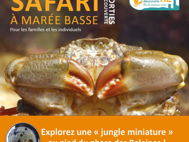 Sortie nature - Safari à marée basse