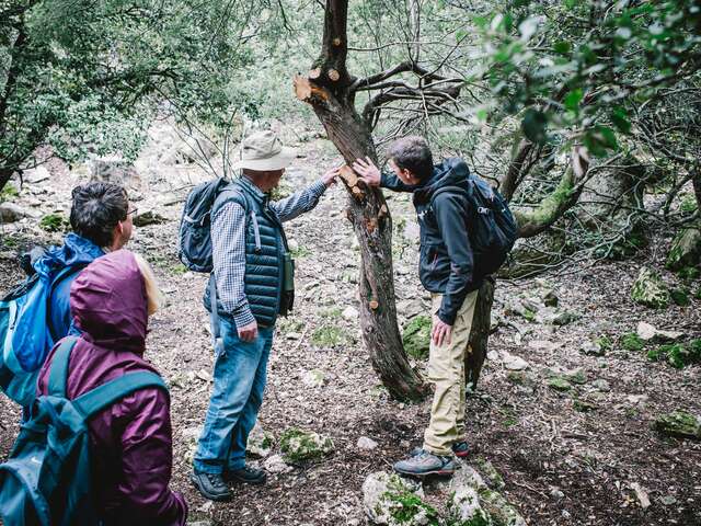 Crapahuter dans la garrigue des Préalpes d'Azur avec un guide naturaliste