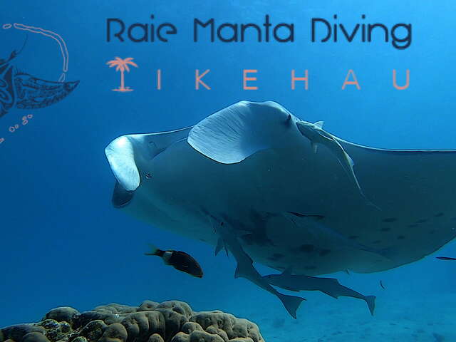 Raie Manta Diving Tikehau