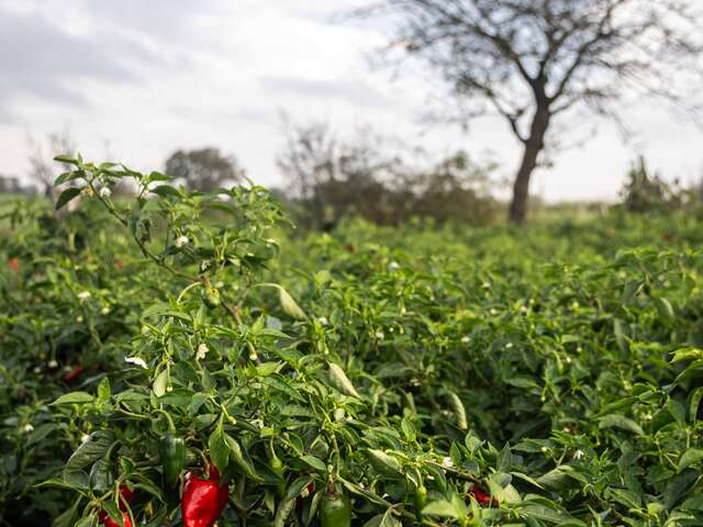 Piment de Bresse, de la culture à l'assiette