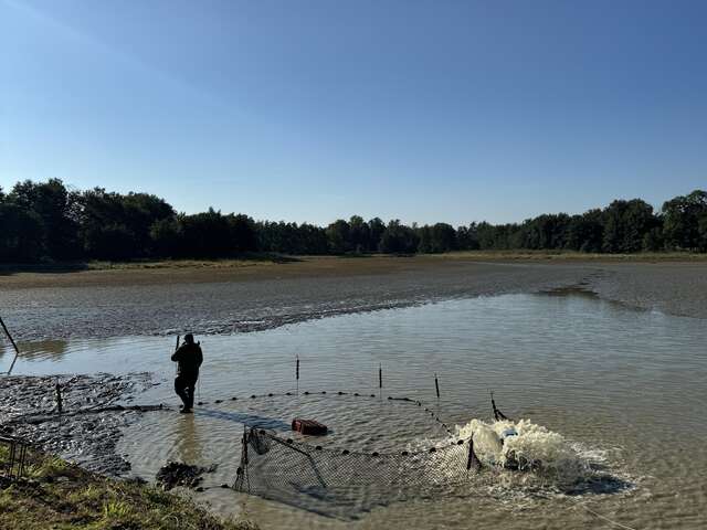 Journées Découverte Poissons de Dombes