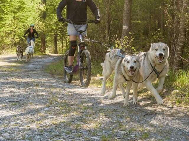 Des sensations en cani-trottinette