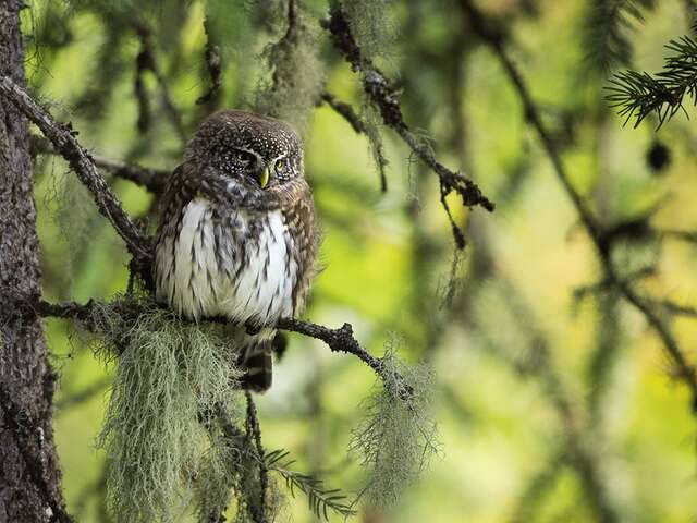 Premières Loges : film sensible sur les chouettes de montagnes, les pics et autres habitants des vieilles forêts