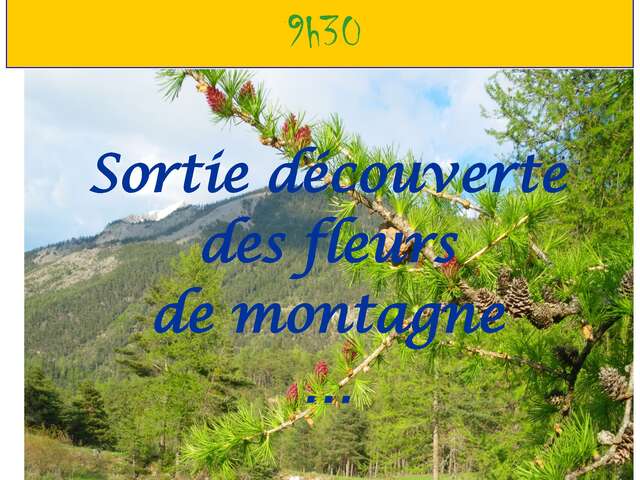 Sortie découverte des fleurs de montagne