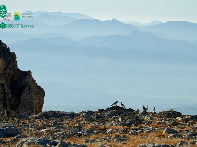 À la découverte des espèces de haute altitude