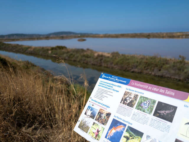 Sentier du littoral – Balade du Salin de Pesquiers aux Vieux Salins