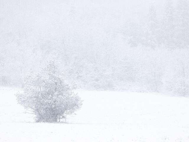 Projection-causerie : En attendant la neige