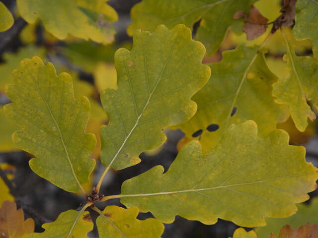 Animation feuilles vagabondes