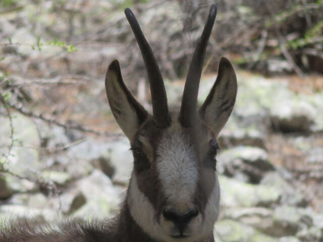 Animaux de la haut - Randô Alpes