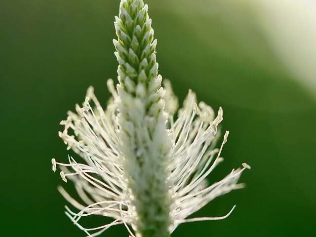 Introduction to medicinal plants with CAIRN