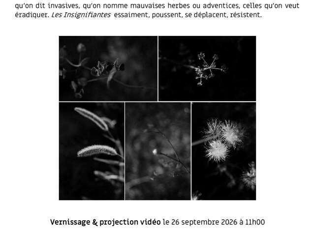 Fotoausstellung – „Insignifiantes“