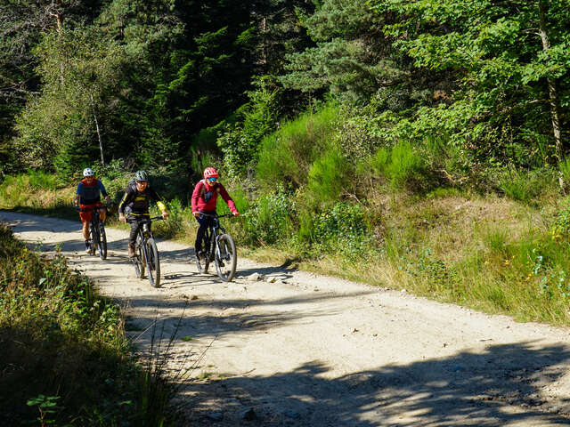 N°58 - Les fougères - Espace VTT-FFC Massif des Bois Noirs