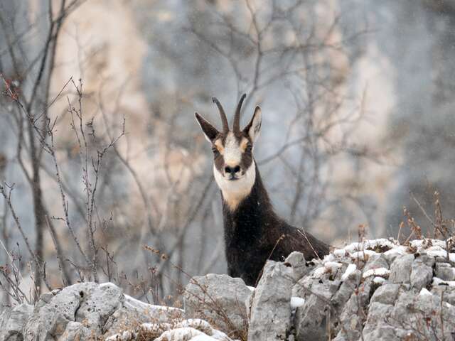 Rencontre avec les chamois