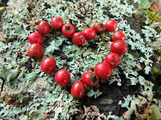 Les chemins de l'émerveillement